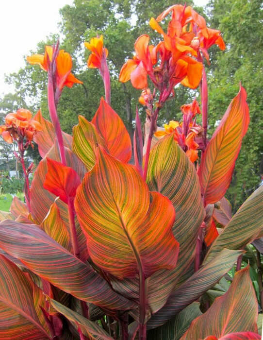 Μωβ Φύλλωμα Κάννας (Canna ‘Durban’) Ποικιλμένο με Ρίγες Πράσινου, Κίτρινου, Ροζ & Κόκκινου