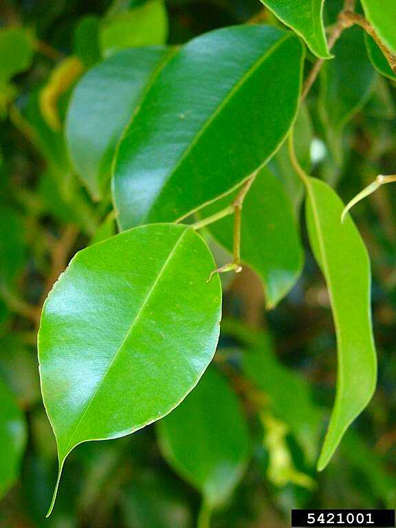 Ficus benjamina, Κοντινό στα Φύλλα - © Forest and Kim Starr, Starr Environmental, Bugwood.org