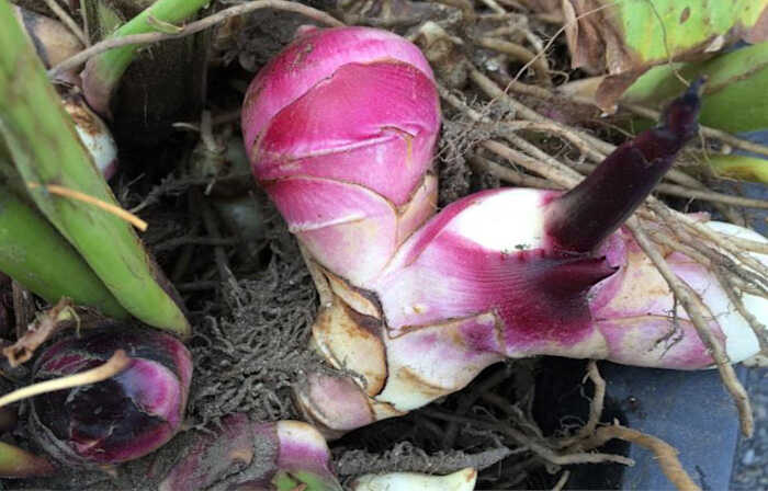 Φύτευση της Κάννας - Βλάστηση «Οφθαλμού» Κάννας από το Ρίζωμα