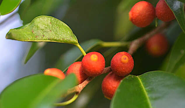 Ανεπτυγμένα Συκόνια & Φύλλα του Ficus benjamina