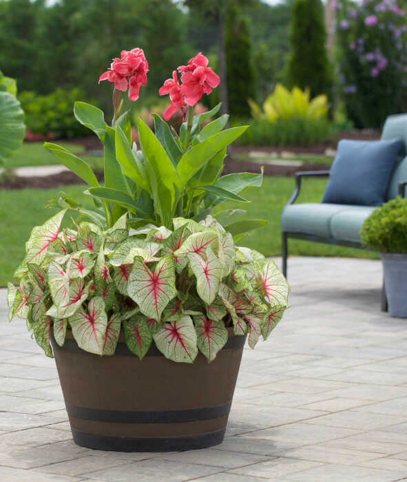 Κάννα (Canna 'Pink Magic') και Καλάδιο (Caladium 'White Queen') σε Γλάστρα