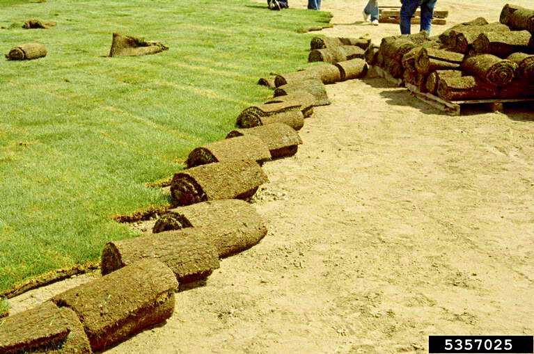 Προεργασία για το Στρώσιμο Έτοιμου Γκαζόν σε Κήπο - © William M. Brown Jr., Bugwood.org