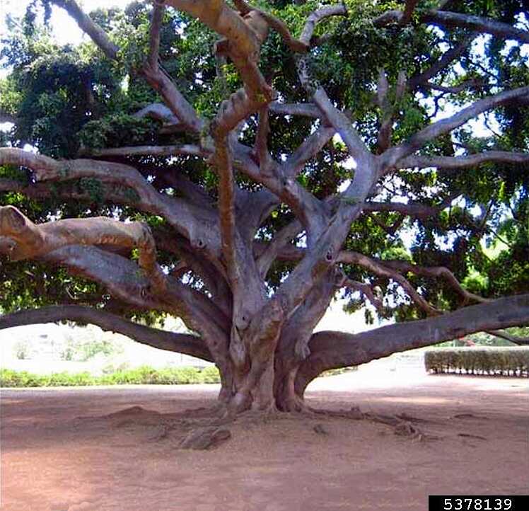 Εντυπωσιακός Κορμός & Βραχίονες Δέντρου Ficus benjamina - © Luana Vargas, Desert Botanical Garden, Bugwood.org