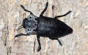 Καπνώδης ή Μυλωνάς - Τέλειο Έντομο Καπνώδη ή Μυλωνά (Capnodis tenebrionis)