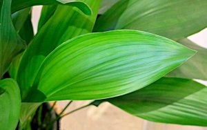 Φύλλα της Ασπιδίστρας της πελιδνής (Aspidistra elatior)