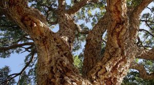 Cork Oak Bark of Tree Branches