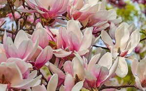 Magnolia × soulangeana with Abundant Flowers during the Flowering Period