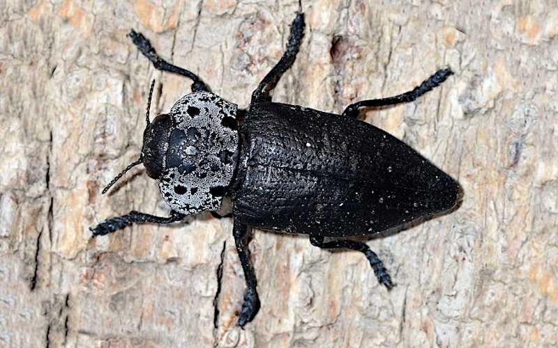 Καπνώδης ή Μυλωνάς - Τέλειο Έντομο Καπνώδη ή Μυλωνά (Capnodis tenebrionis)