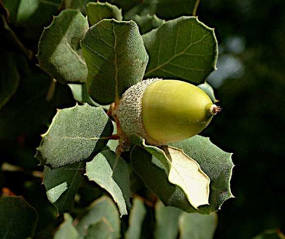 Ο Καρπός της Φελλοφόρου Βελανιδιάς