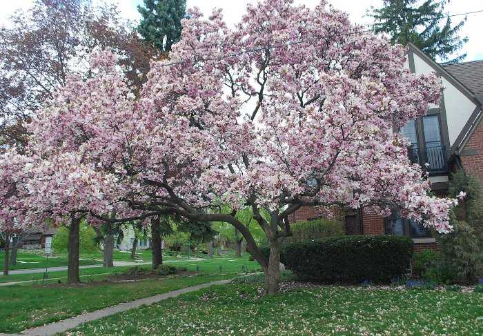 Η Μανόλια Σουλατζιάνα σε Πλήρη, Θεαματική Άνθηση