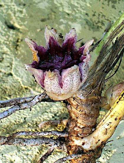 Άνθος & Ρίζες Ασπιδίστρας Εξαχθείσας από Κήπο στην Αυστραλία