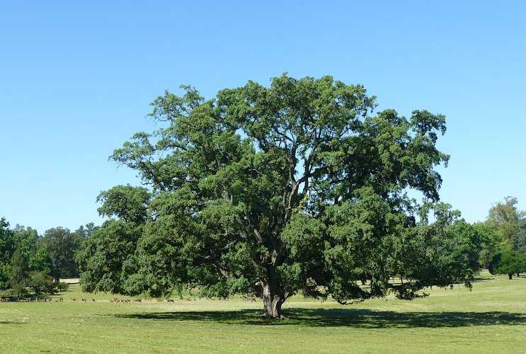 Δρυς η φελλοφόρος στην Parque Anchorena της Ουρουγουάης