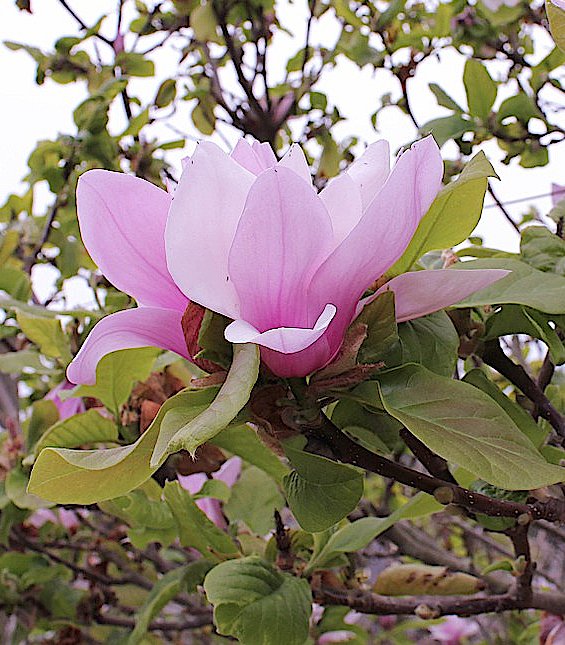 Το Ανοιχτό Λουλούδι της Μανόλιας Σουλατζιάνα