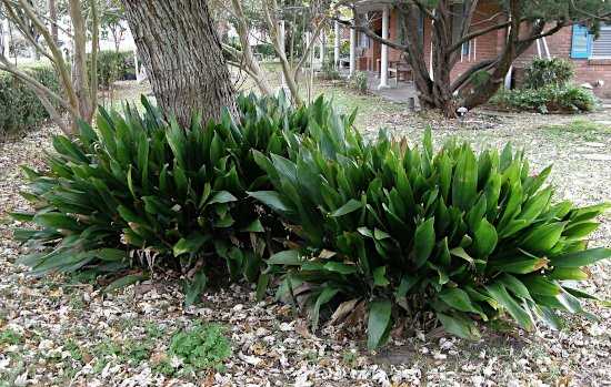 Ασπιδίστρα (Aspidistra elatior) Φυτεμένη Γύρω από την Βάση Δένδρου