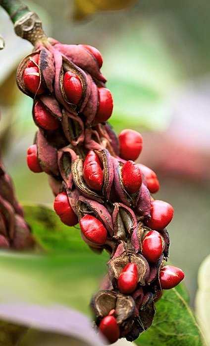 Οι Ώριμοι Καρποί -Θύλακες- του Δέντρου Magnolia × soulangeana