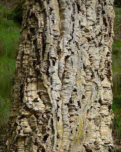 Ο Φλοιός ενός Δέντρου Φελλοφόρου Βελανιδιάς