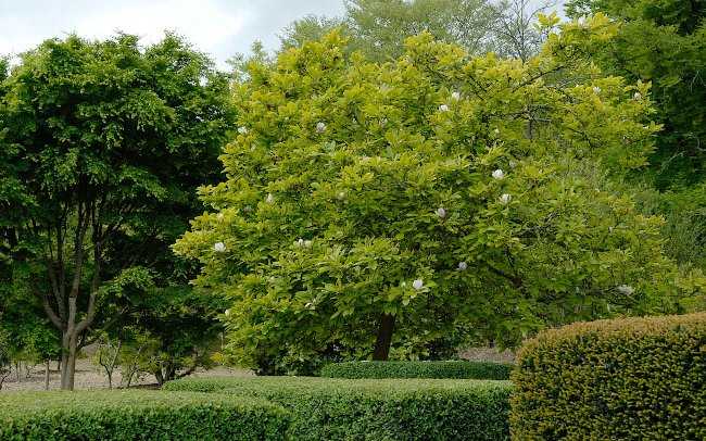 Καταπράσινο Δέντρο Magnolia × soulangeana σε Πάρκο το Καλοκαίρι