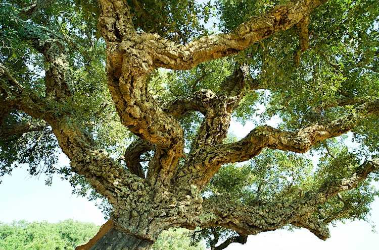 Φελλοποίηση Κορμού και Κλάδων Φελλοφόρου Δρυός