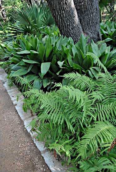 Ασπιδίστρα Φυτεμένη σε Σκιερή Θέση στον Κήπο