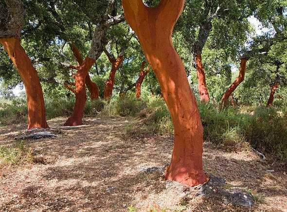 Ο Κόκκινου Χρώματος Κορμός της Φελλοφόρου Δρυός μετά την Εξαγωγή του Φελλού