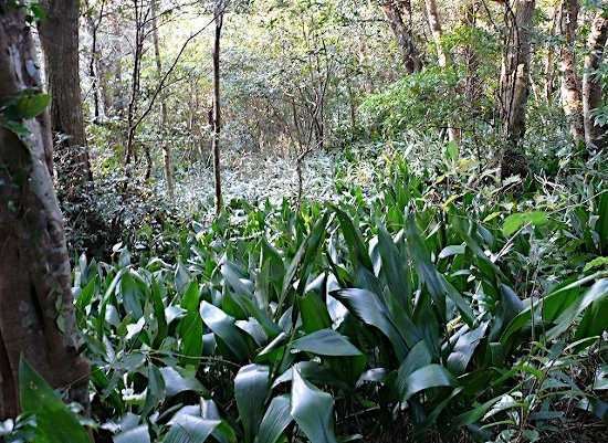 Αυτοφυή Φυτά Ασπιδίστρας σε Δάσος του Ιαπωνικού Νησιού Καγκοσίμα