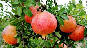 &Alpha;&nu;ώ&rho;&iota;&mu;&alpha; &Rho;ό&delta;&iota;&alpha; &pi;ά&nu;&omega; &sigma;&tau;&omicron; &Delta;έ&nu;&tau;&rho;&omicron;