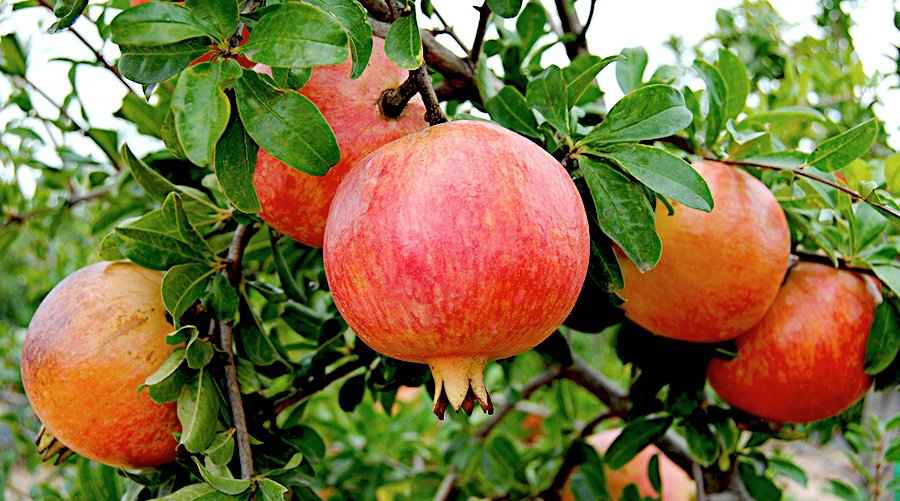 Ανώριμα Ρόδια πάνω στο Δέντρο