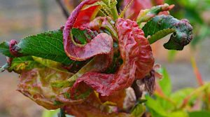 &Epsilon;&xi;ώ&alpha;&sigma;&kappa;&omicron;&sigmaf; &tau;&eta;&sigmaf; &Rho;&omicron;&delta;&alpha;&kappa;&iota;&nu;&iota;ά&sigmaf; &sigma;&epsilon; &Pi;&rho;&omicron;&chi;&omega;&rho;&eta;&mu;έ&nu;&omicron; &Sigma;&tau;ά&delta;&iota;&omicron;