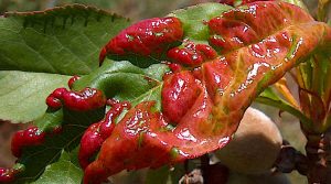 &Epsilon;&xi;ώ&alpha;&sigma;&kappa;&omicron;&sigmaf; &tau;&eta;&sigmaf; &Rho;&omicron;&delta;&alpha;&kappa;&iota;&nu;&iota;ά&sigmaf; &sigma;&epsilon; &Phi;ύ&lambda;&lambda;&omicron; &tau;&omicron;&upsilon; &Delta;έ&nu;&tau;&rho;&omicron;&upsilon; - &Alpha;&pi;ό Professional Institute of Agriculture and Environment "Cettolini" Villacidro, Italy