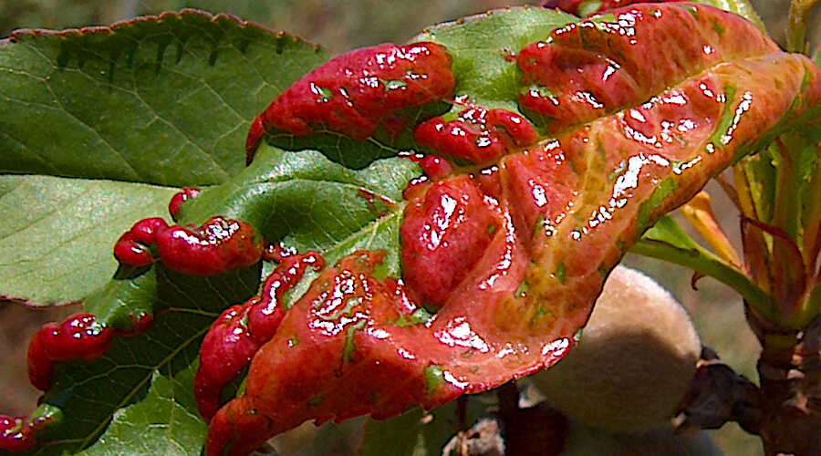 Εξώασκος της Ροδακινιάς σε Φύλλο του Δέντρου - Από Professional Institute of Agriculture and Environment "Cettolini" Villacidro, Italy