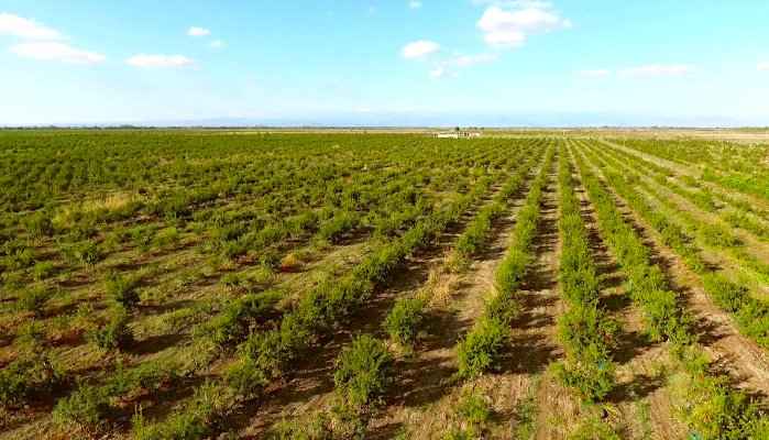 Επιλογή Τοποθεσίας για την Εγκατάσταση της Ροδιάς - Φυτεία με Ροδιές στην Πεδιάδα