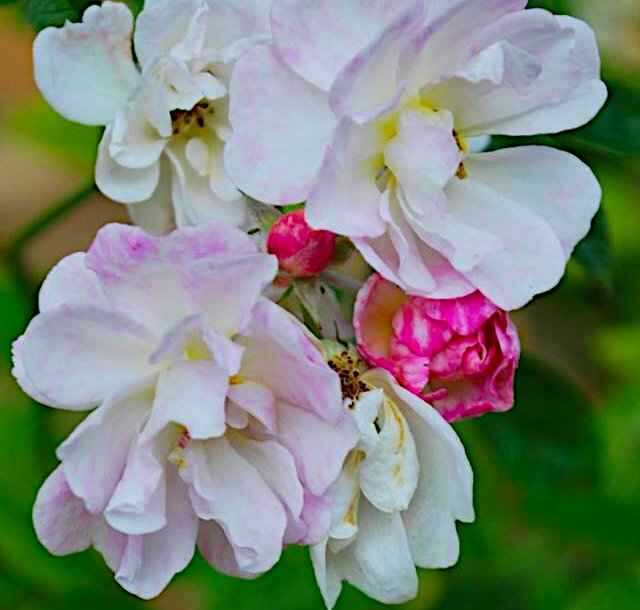 Ο Joseph Pemberton & τα Hybrid Musk Τριαντάφυλλα - Τα Άνθη της Υβριδικής Musk Τριανταφυλλιάς Daphne