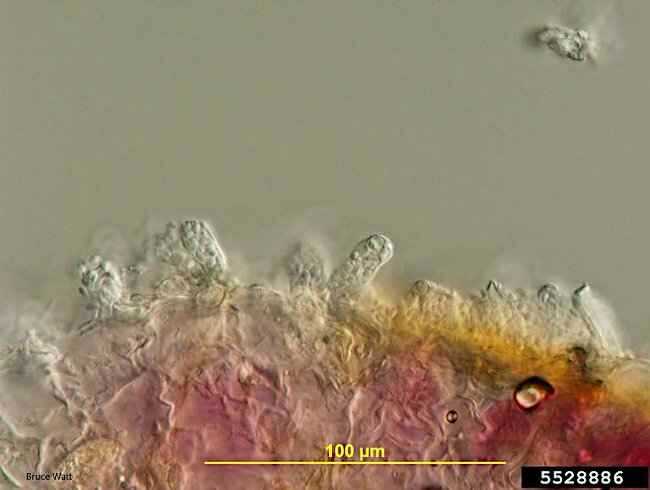 Ασκοί του Taphrina deformans στην Επιφάνεια των Φύλλων