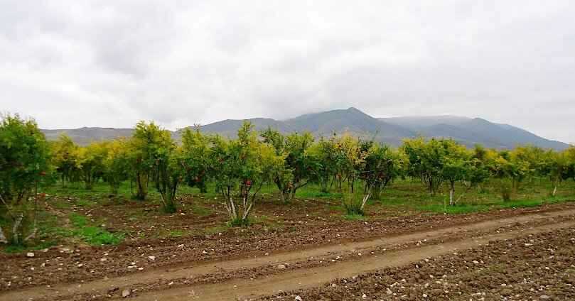 Επιλογή Τοποθεσίας για την Εγκατάσταση της Ροδιάς - Φυτεία Ροδιάς με Ελαφρά Εδαφική Κλίση