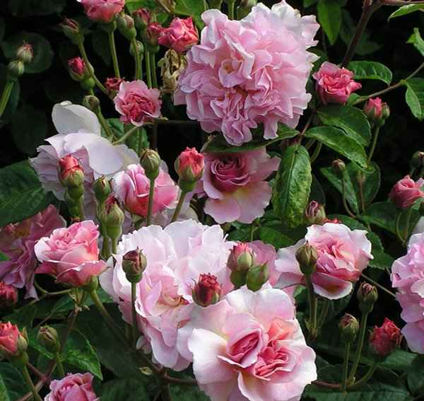 Ο Joseph Pemberton & τα Hybrid Musk Τριαντάφυλλα - Άνθη της Υβριδικής Musk Τριανταφυλλιάς Cornelia, Δημιουργία του 1925