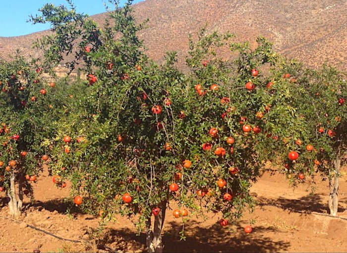 Φυτεία Ροδιάς στην Περιοχή της Μπάχα Καλιφόρνια (Baja California), Μεξικό