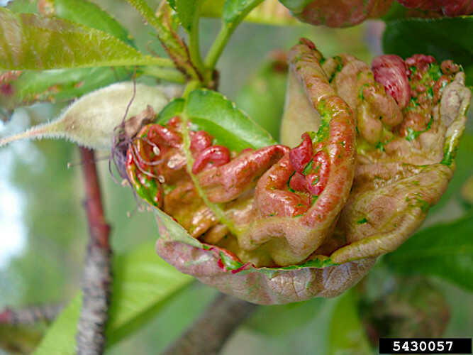 Εξώασκος της Ροδακινιάς σε Φύλλο του Δέντρου με Έντονα Συμπτώματα