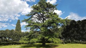 &Kappa;έ&delta;&rho;&omicron;&sigmaf; &tau;&omega;&nu; &Iota;&mu;&alpha;&lambda;&alpha;ΐ&omega;&nu; &sigma;&epsilon; &Pi;ά&rho;&kappa;&omicron; &tau;&eta;&sigmaf; &Tau;&omicron;&sigma;&kappa;ά&nu;&eta;&sigmaf;, &sigma;&tau;&eta;&nu; &Iota;&tau;&alpha;&lambda;ί&alpha;