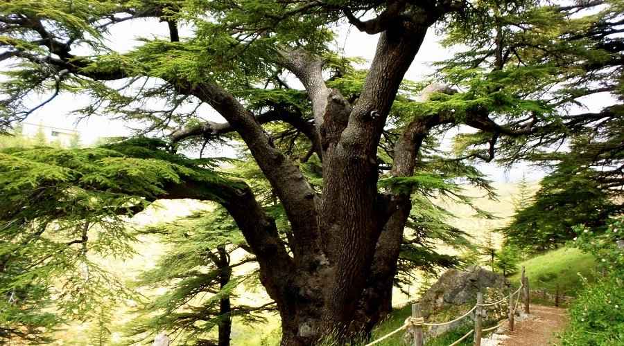 Μεγαλοπρεπής Κέδρος του Λιβάνου, στην Bcharre, στον Λίβανο