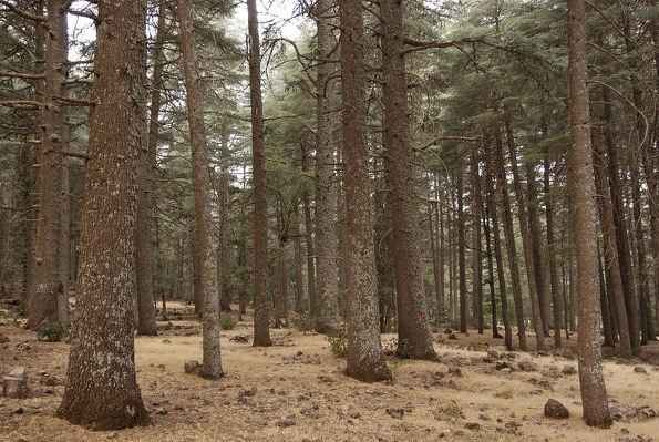 Γένος Κέδρος - Δάσος με Κέδρο του Άτλαντα, στο Όρος Άτλας