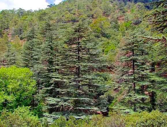 Δάσος Κυπριακού Κέδρου στο Όρος Τρόοδος, Κύπρος