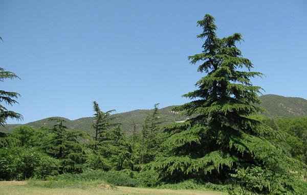 Γένος Κέδρος - Δέντρα Κέδρου των Ιμαλαΐων (Cedrus deodara)