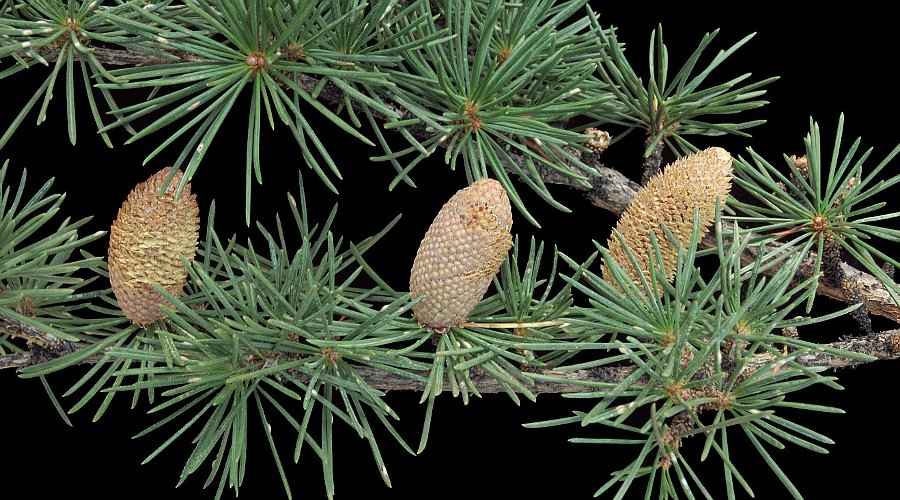 Κλαδί με 3 Αρσενικούς Κώνους του Κέδρου του Άτλαντα Κλαδί με 3 Αρσενικούς Κώνους του Κέδρου του Άτλαντα (Cedrus atlantica)