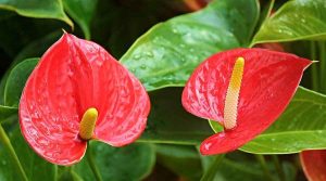 Anthurium andraeanum (Flamingo Flower) in Blooming