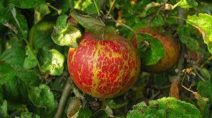 Δικτύωση Καρπού Προσβεβλημένου από το Ωίδιο της Μηλιάς