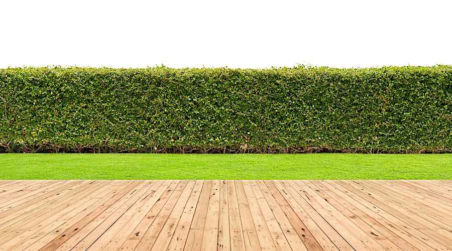 Φυτικοί Φράχτες - Φράχτης Σχήματος στον Κήπο