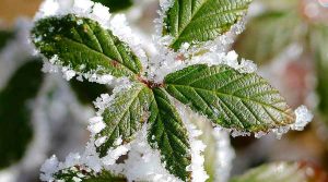 &Pi;ά&gamma;&omicron;&sigmaf; &Pi;ά&nu;&omega; &sigma;&tau;&alpha; &Phi;ύ&lambda;&lambda;&alpha; &Kappa;&alpha;&lambda;&lambda;&omega;&pi;&iota;&sigma;&tau;&iota;&kappa;&omicron;ύ &Phi;&upsilon;&tau;&omicron;ύ