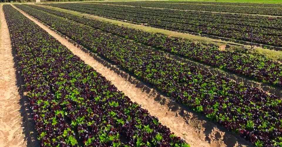 Γεωργική Χρήση του Ζεολίθου σε Καλλιέργεια Μαρουλιού Σαλάτας