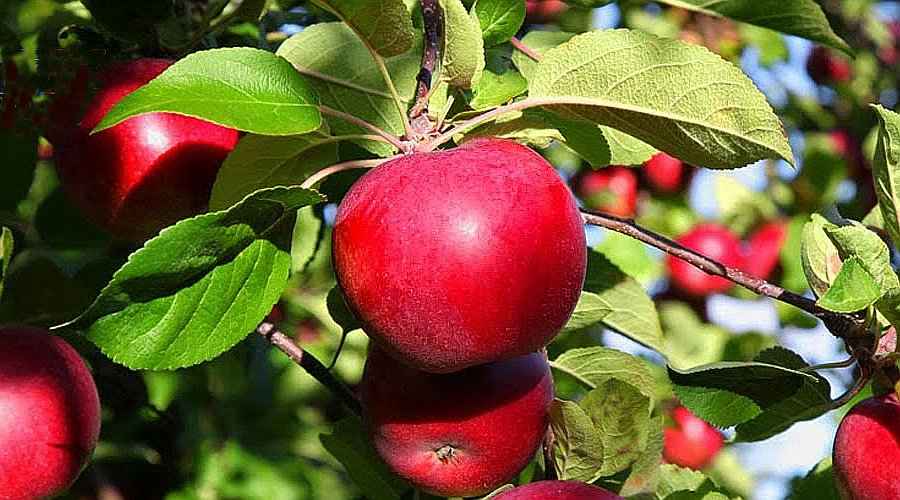Καλλιέργεια της Μηλιάς στον Κήπο - Ώριμα Κόκκινα Μήλα στο Δέντρο