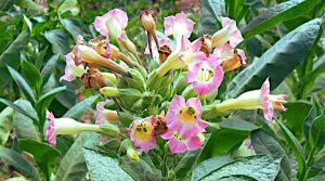 &Iota;&sigma;&tau;&omicron;&rho;ί&alpha; &tau;&omicron;&upsilon; &Phi;&upsilon;&tau;&omicron;ύ &tau;&omicron;&upsilon; &Kappa;&alpha;&pi;&nu;&omicron;ύ - &Phi;&upsilon;&tau;ό Nicotiana tabacum &sigma;&epsilon; Ά&nu;&theta;&iota;&sigma;&eta;